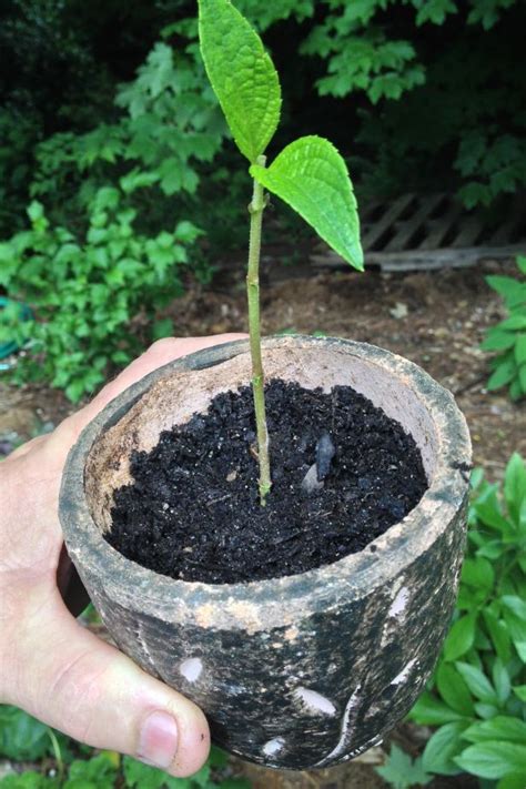 A Guide to Rooting Cuttings | HGTV