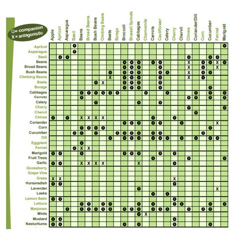 Companion Planting Guide Printable