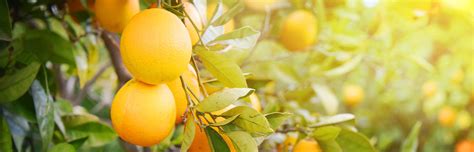 Understanding the Global Impact of Citrus Greening Disease | MitoGrow™