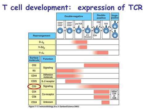 PPT - Lymphocyte development and survival Chapter 7 PowerPoint Presentation - ID:154382