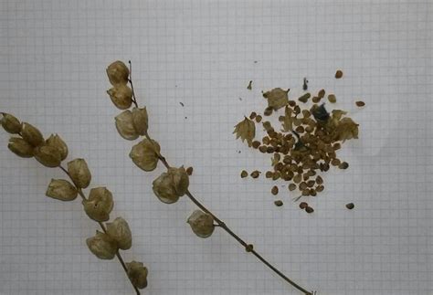 identification - Which field flower are these seeds from? - Gardening & Landscaping Stack Exchange