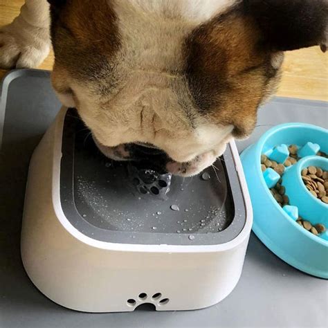 TagME Dripless Dog Water Bowl Prevents Water Spillage by Your Pet - Pep ...