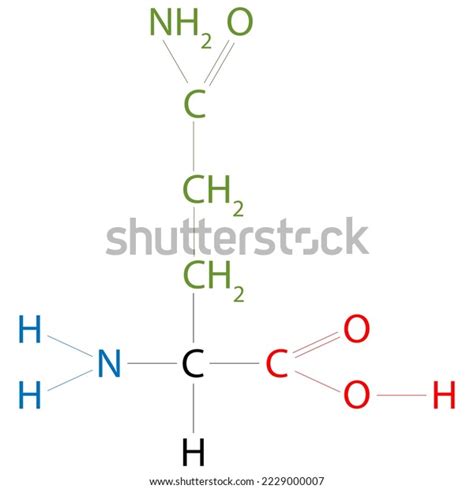 Structure Glutamine Amino Acid Side Chain Stock Illustration 2229000007 ...