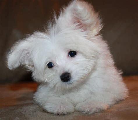 Teacup Papitese (Papillon Maltese) Puppy | Poppy the Puppy | Pinterest | Puppies, Maltese and Dogs