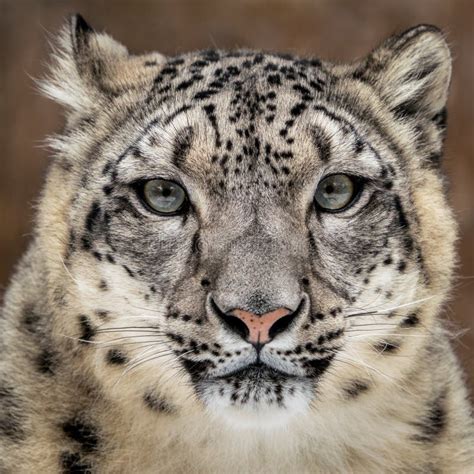 Snow Leopard Closeup stock photo. Image of mammal, nature - 114923892