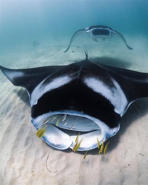 Manta ray feeding train! Manta rays ‘Isobel’ and ‘Kenny’ feeding along the sand flats of Coral ...