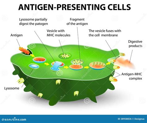 Antigen Cartoons, Illustrations & Vector Stock Images - 537 Pictures to download from ...