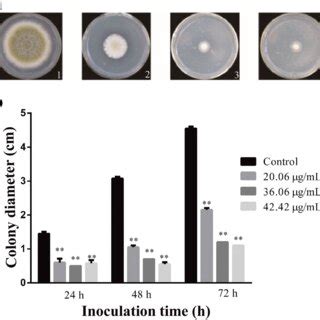 a Colony morphology of A. flavus treated with different concentrations... | Download Scientific ...