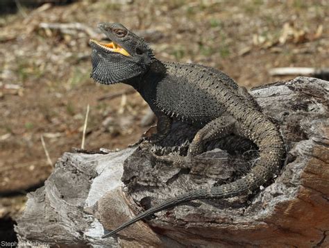 Pogona barbata | Bearded dragon, Eastern bearded dragon, Bearded dragon diet