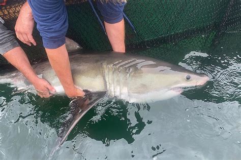 Another Baby Great White Shark Tagged in Rhode Island Waters