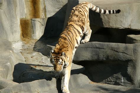 Brookfield Zoo | Brookfield Zoo tiger climbing down enclosur… | Jack ...