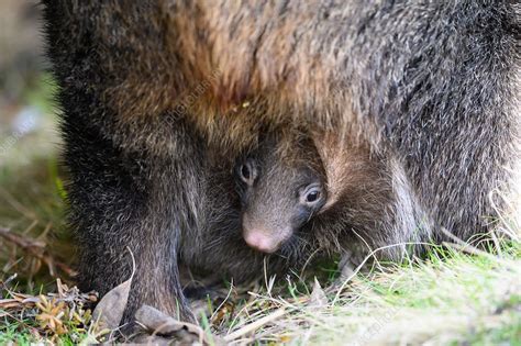 Common wombat joey in pouch - Stock Image - C051/6166 - Science Photo Library