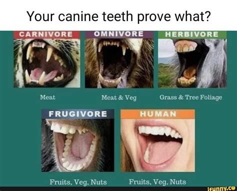 Your canine teeth prove what? CARNIVORE OMNIVORE HERBIVORE on ye I " Meat Meat & Veg Grass ...