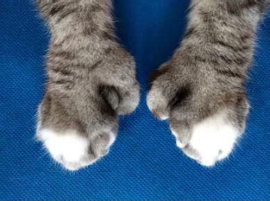 Polydactyl: Maine Coon Extra toes