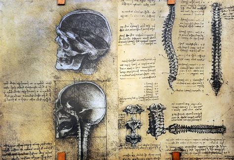 Leonardo Da Vinci Anatomy Drawings Brain