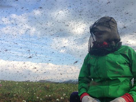 This Is What Mosquito Swarms Look Like In Alaska | Unofficial Networks