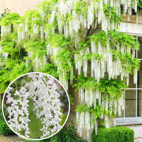 Buy Wisteria Alba White Plants Online | GardenersDream