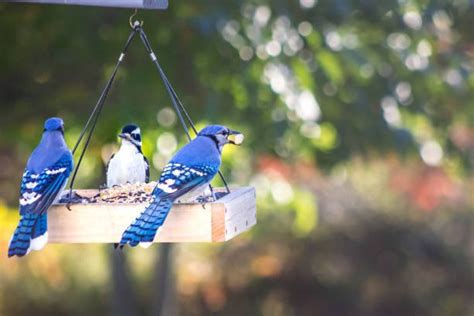 The Diet of Blue Jay: What do They Really Eat? - Birds Buddiea