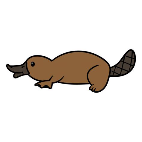 Platypus Vector at Vectorified.com | Collection of Platypus Vector free for personal use