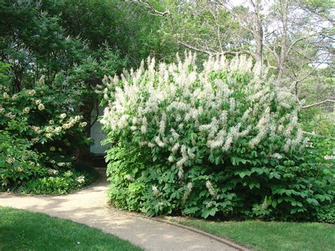 Give Lots of Space To Bottlebrush Buckeye | What Grows There :: Hugh Conlon, Horticulturalist ...