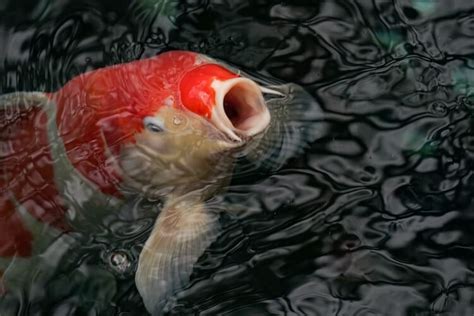 Can Fish Drown? 2 Ways Fish Can Suffocate - Everything Fishkeeping