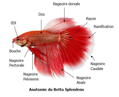 Le Blog du Poisson Combattant: Anatomie du poisson Combattant