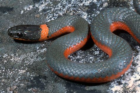 Coral-bellied Ring-necked Snake - Diadophis punctatus pulchellus