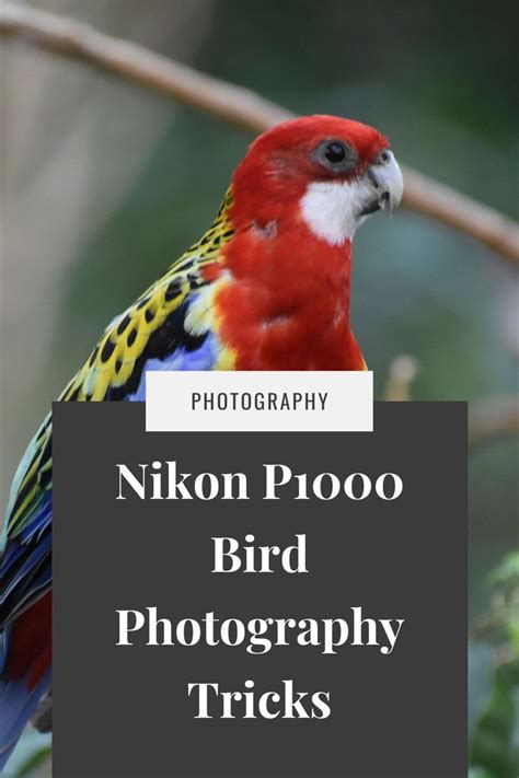 5 Nikon P1000 Bird Photography Tricks To Improve Your Image Quality!