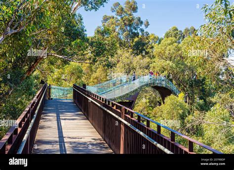 People on the Kings Park Lotterywest Federation Walkway Bridge, Perth ...