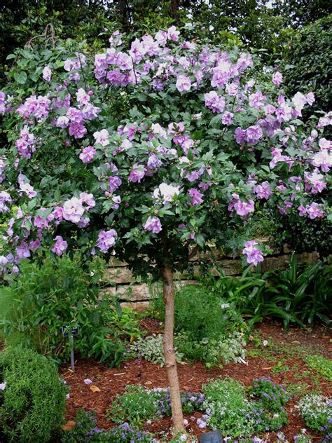 HIBISCUS TREE ARDENS For Sale in Boulder Colorado