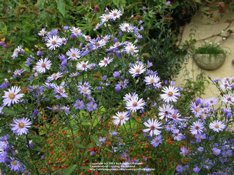 Blue Wood Aster (Symphyotrichum cordifolium 'Little Carlow') in the Asters Database - Garden.org