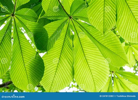 The Leaves of the Japanese Horse Chestnut Tree are Very Beautiful when Exposed To the Sunlight ...