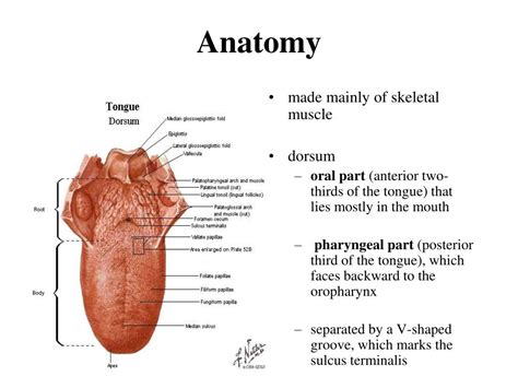 PPT - TONGUE PowerPoint Presentation, free download - ID:5612327