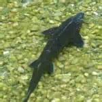 Best Types of Pond Fish for Outdoor Ponds (Big & Small Fish) - Pond Informer