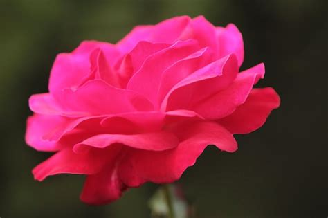 Premium Photo | Big and beautiful red rose bud