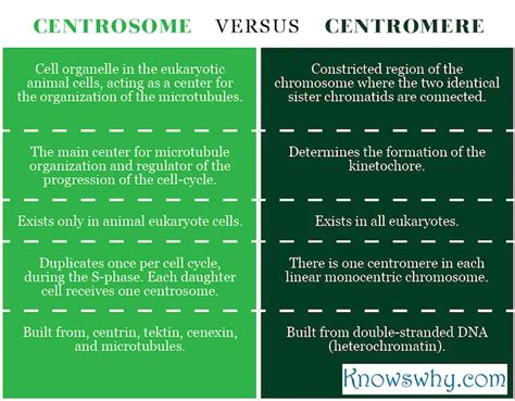 Difference Between Centrosome and Centromere - KnowsWhy.com