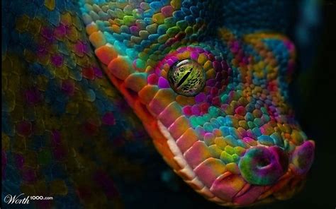 Rainbow Python | Rainbow snake, Color, Colorful snakes