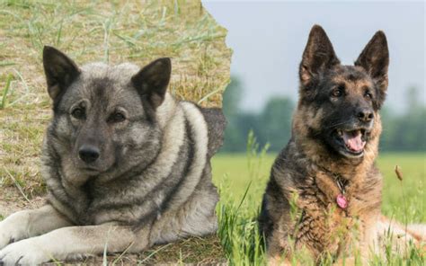 The German Shepherd Norwegian Elkhound Mix Breed Guide - AllShepherd