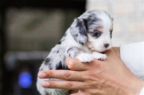 Daxel Blue Merle Teacup Dachshund | Teacup dachshund, Puppy breeds