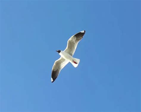 Brown-hooded gull - Facts, Diet, Habitat & Pictures on Animalia.bio