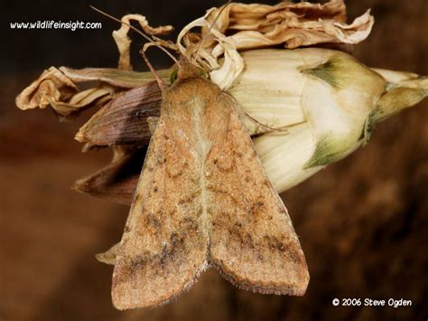 Scarce Bordered Straw (Helicoverpa armigera) | Wildlife Insight