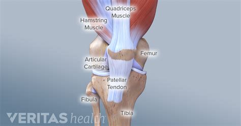 Knee Anatomy