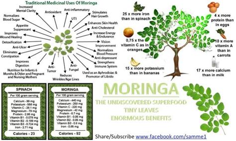 Moringa Benefits | Best superfoods in the world | Pinterest