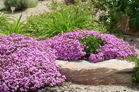 Zone 2 Perennial Shrubs & Flowers: The Propagation Guide