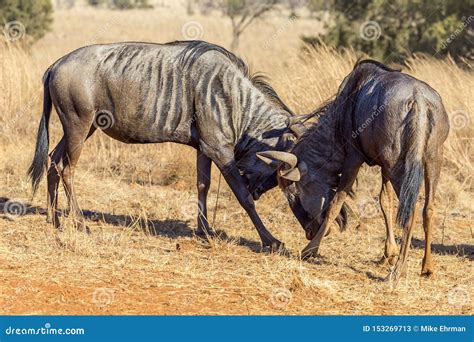 Sparring Blue Black Wildebeest Locking Horns Stock Image - Image of ...