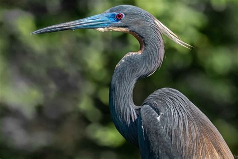 Tri-color Heron Pose | The posing of the Tri-color Heron pho… | Flickr