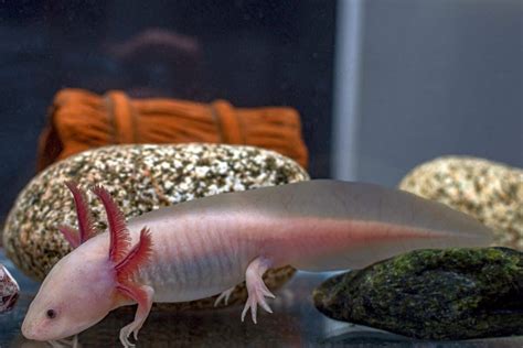 Pink Axolotl: Species Profile, Care Guide & Pictures