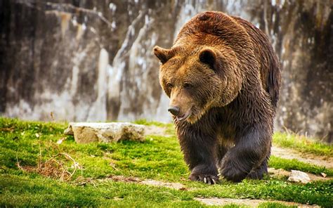 Brown bear (Ursus arctos) | DinoAnimals.com