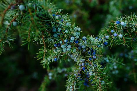 Juniper: how to plant, prune & harvest - Plantura