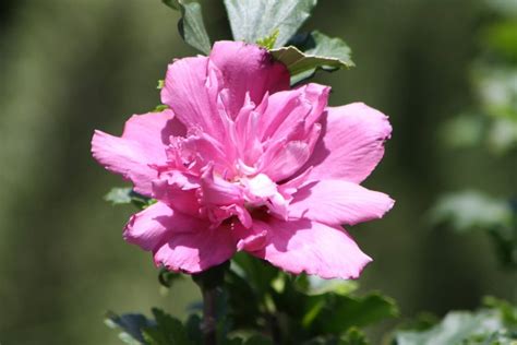 Plant Althea Rose of Sharon - Vivero Growers Nursery